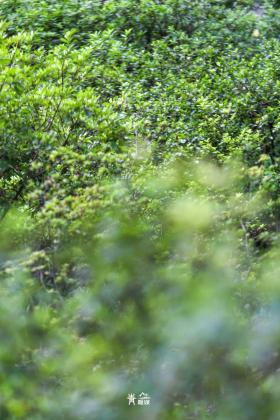 普降5-6℃！青山“大自然空調”免費又涼快  第10張