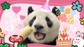 萌翻！大熊貓的“生日趴”！