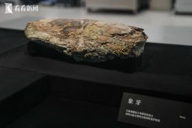 三星堆：多學(xué)科合作保護(hù) 室溫下展出象牙文物