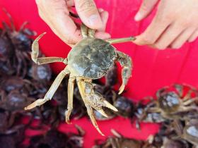 炎炎夏日，抓住這些“限定美食”的尾巴  第1張