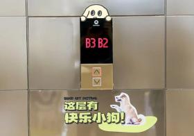 上海外灘限時開放“快樂小狗街”，“藝術+萌寵”太治愈